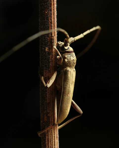 Longhorn beetle against black background — Stock Photo, Image