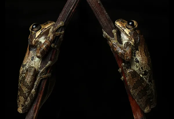 Звичайна деревна жаба на чорному тлі — стокове фото