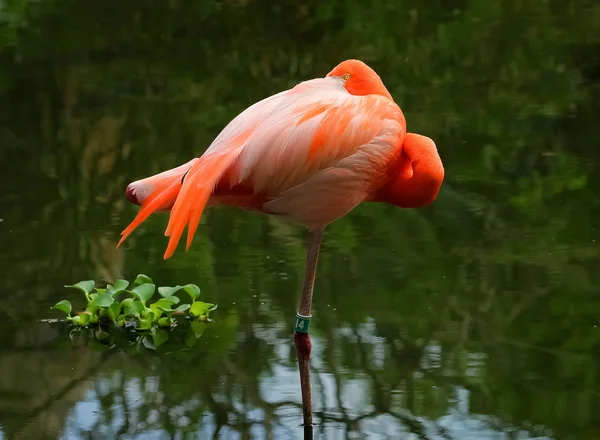 Spanie flamingo z jednym okiem otwartym — Zdjęcie stockowe