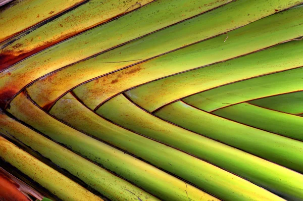 Textura y patrón detalle abanico plátano — Foto de Stock