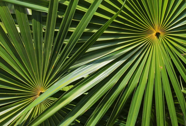 模式的棕榈树叶 — 图库照片