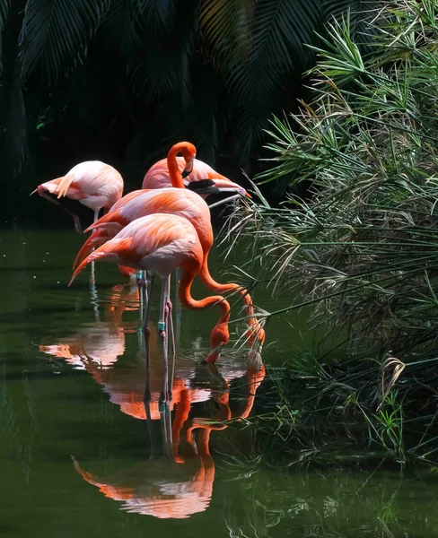 Pink flamingos on water — Stock Photo, Image