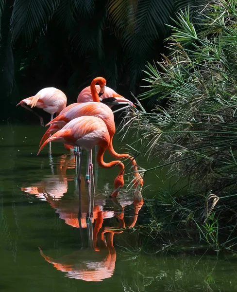 stock image Pink flamingos on water