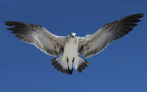 Seagull flying on blue sky — Stock Photo, Image