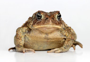 Toad Isolated on White Background clipart