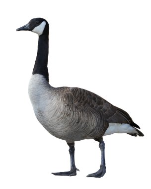 Canadian Goose clipart