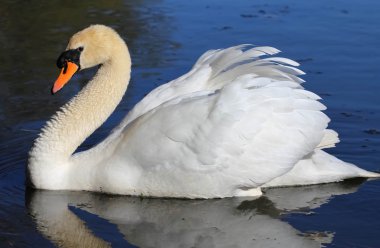 Lonely swan on lake water surface. clipart