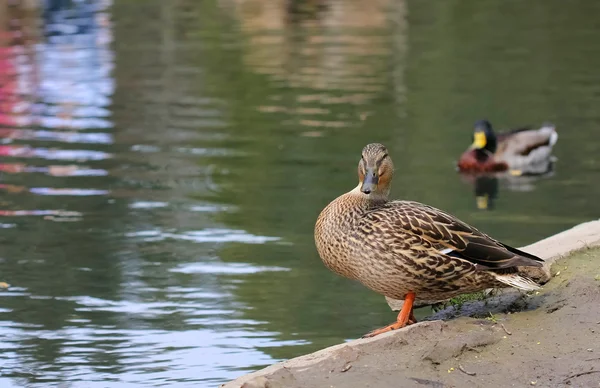 Mallard duck on edge of pond — Stock Photo, Image