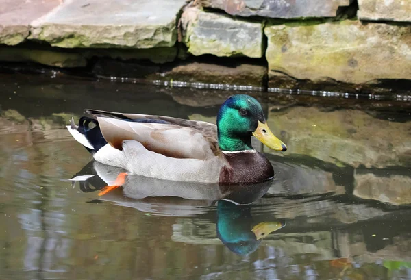 Mallard duck on water — Stock Photo, Image