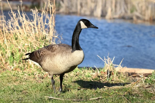 Canadian goose against the lake — Stock Photo, Image