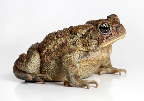 Kröte isoliert auf weißem Hintergrund — Stockfoto