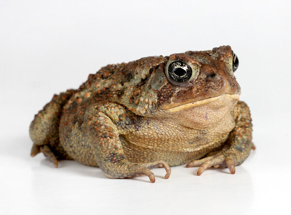 Toad Isolated on White Background