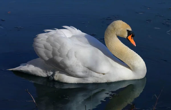 Cisne solitario en la superficie del agua del lago . — Foto de Stock