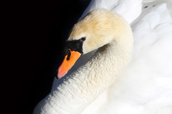 Closeup of a white swan — Stock Photo, Image