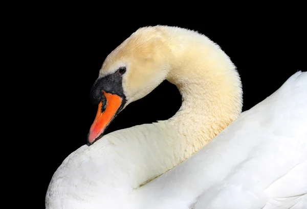 Primer plano de un cisne blanco — Foto de Stock