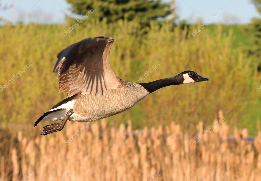 Canada Goose in flight — Stock Photo © alexsvirid #10128557