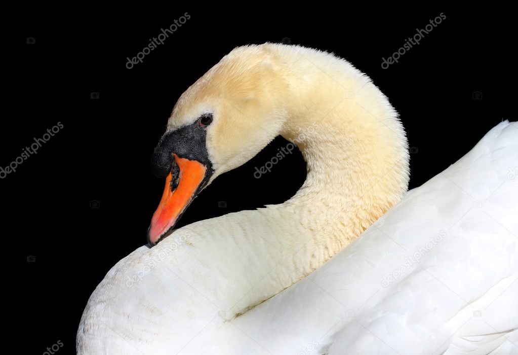 Closeup of a white swan