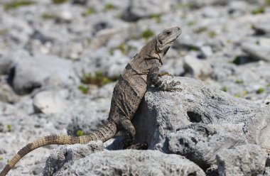 üzerinde ölü mercan yaslanmış Meksikalı iguana