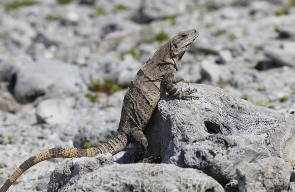 Mexikanska iguana lutande på en död korall — Stockfoto