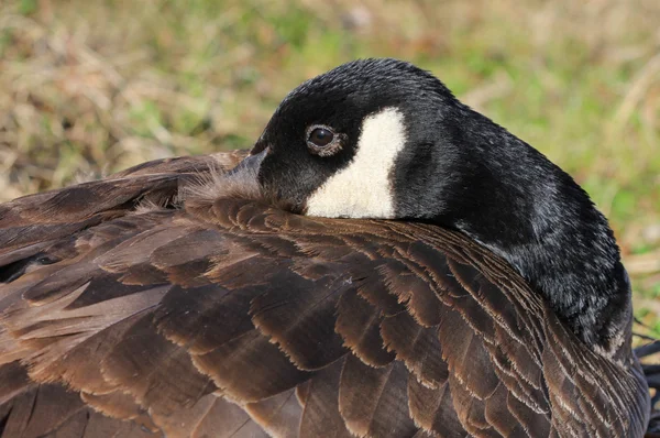 Close up of a Canadian Goose — Stock Photo, Image