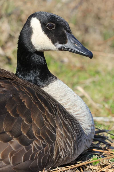 Close up of a Canadian Goose — Stock Photo, Image