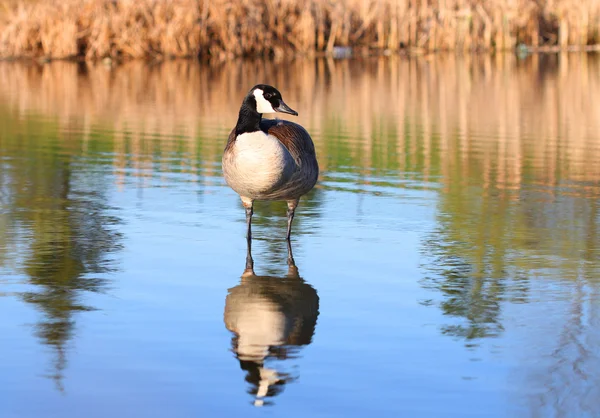 Канадский гусь на озере — стоковое фото