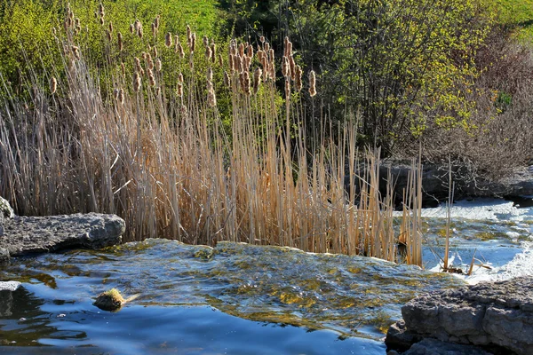 Pond with reed on sunrise — Stock Photo, Image