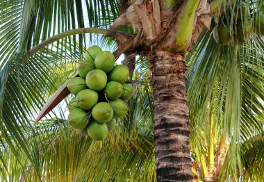 Palmiye ağacında hindistan cevizleri