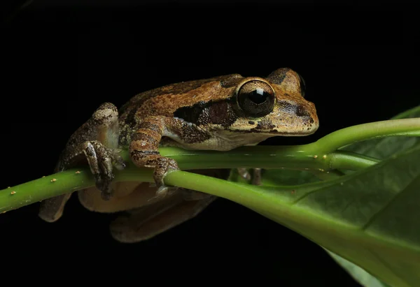 Звичайна деревна жаба на зеленому листі — стокове фото