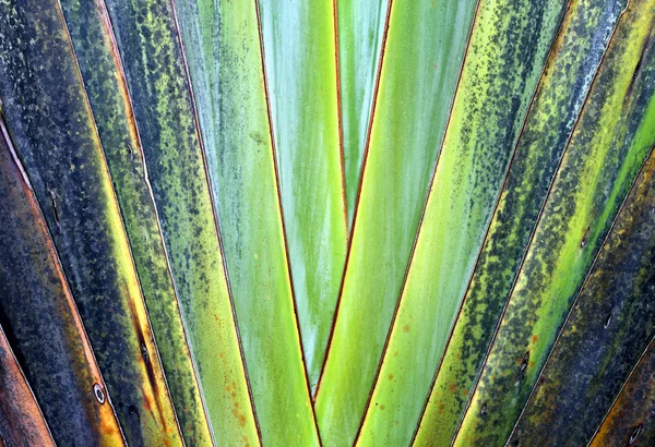 Textur und Muster Detail Bananenfächer — Stockfoto