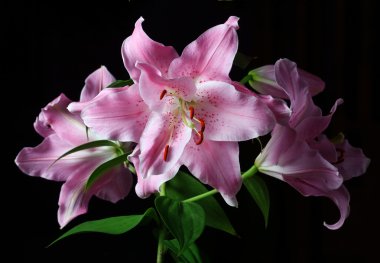 Stargazer lily siyah arka plan üzerine