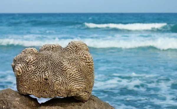 stock image Dead coral against the sea