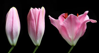 Stargazer lily zaman atlamalı