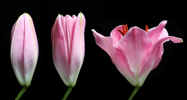 Časová prodleva Stargazer lily — Stock fotografie