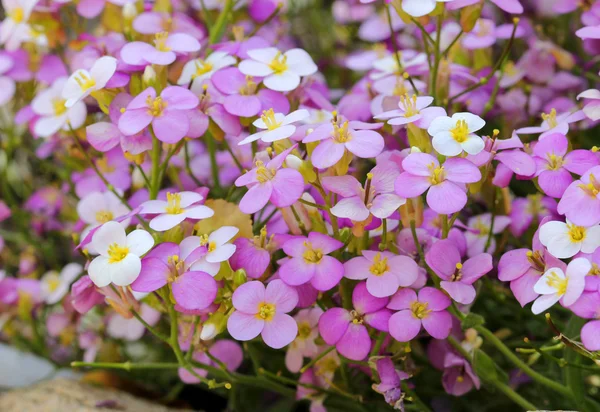 Little pink and white saxifrage — Stock Photo, Image