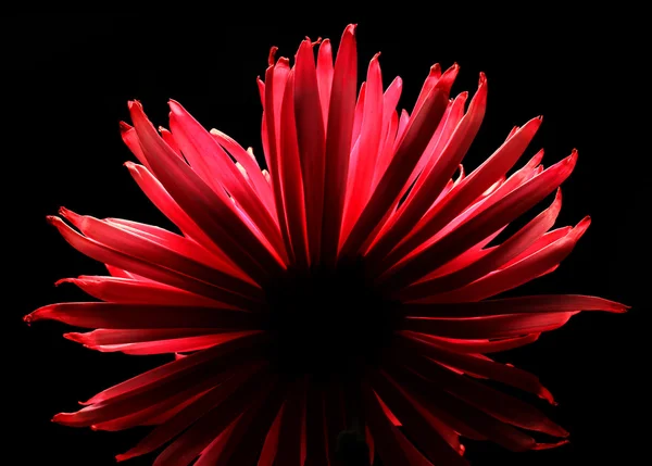 孤立在黑色背景上的红色大丽花 — 图库照片