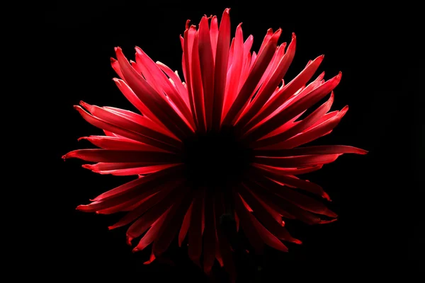孤立在黑色背景上的红色大丽花 — 图库照片