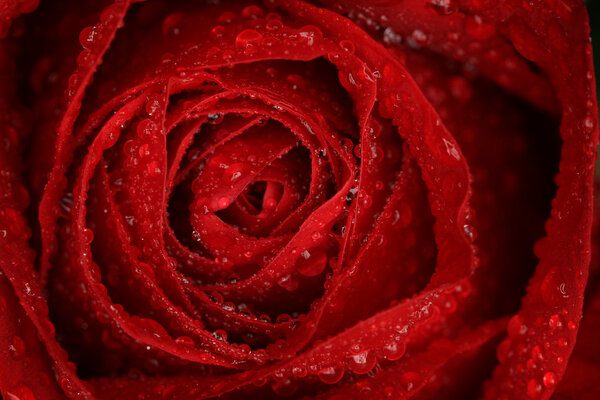 Macro of dark red rose with droplets