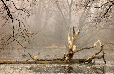 Misty forest in early spring clipart