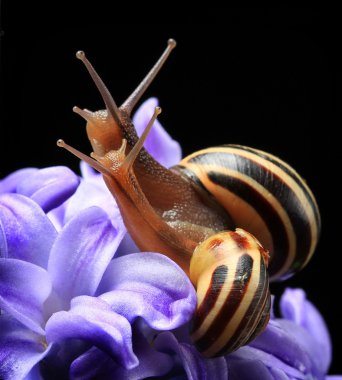 Two cute snails on blue hyacinth isolated on black clipart