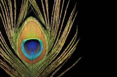 Close up of a peacock feather on black background clipart