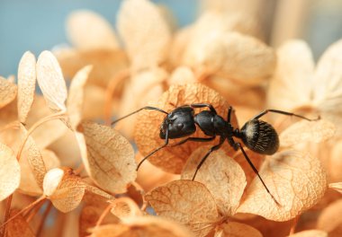 Ant on dried Hydrangea clipart