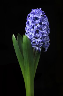 Blue hyacinth clipart