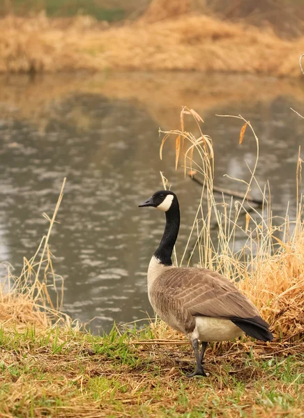 Canadian goose against the lake — Stock Photo, Image