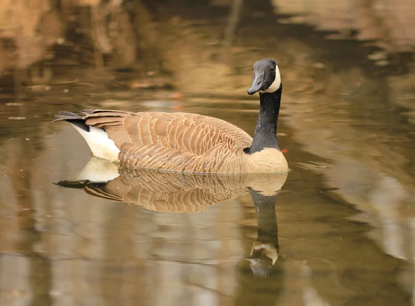 Canadian goose in water — Stock Photo, Image