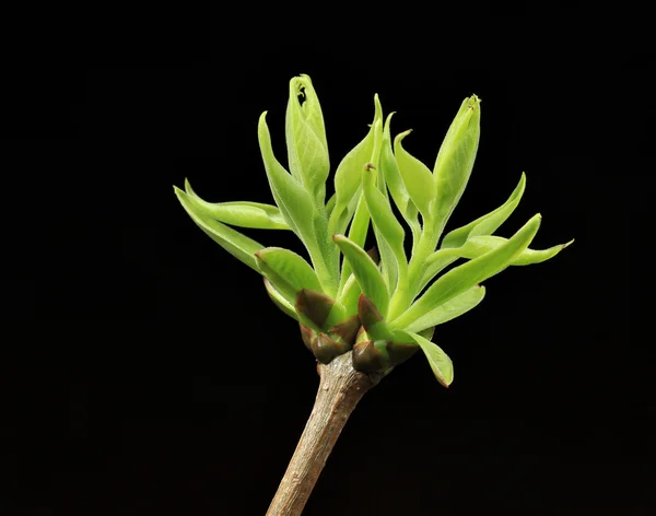 검정에 녹색 봄 신진 나뭇잎 — 스톡 사진
