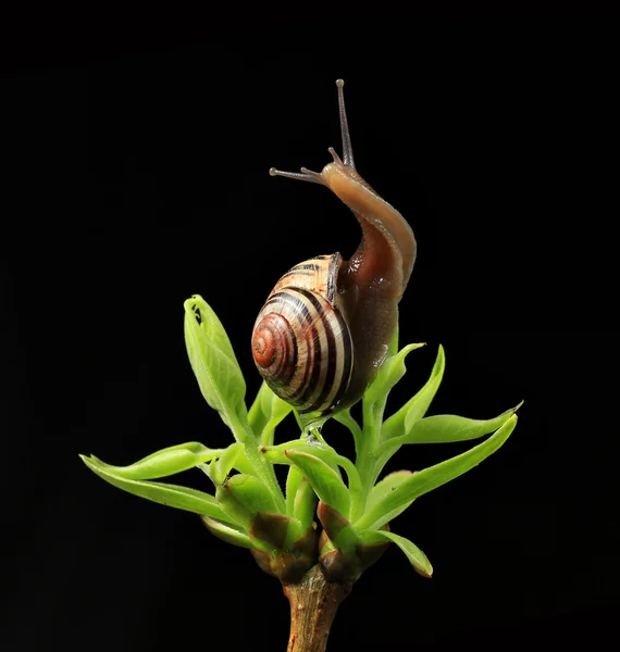 Going up snail on green budding leaves — Stock Photo, Image