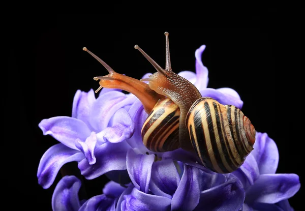 Two cute snails on blue hyacinth isolated on black — Stock Photo, Image