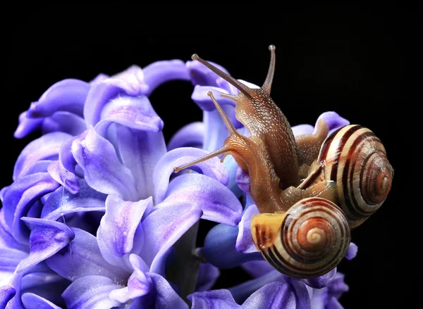 两个可爱蜗牛上孤立在黑色的蓝风信子 — 图库照片