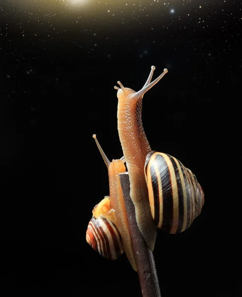 Two watching stars snails — Stock Photo, Image